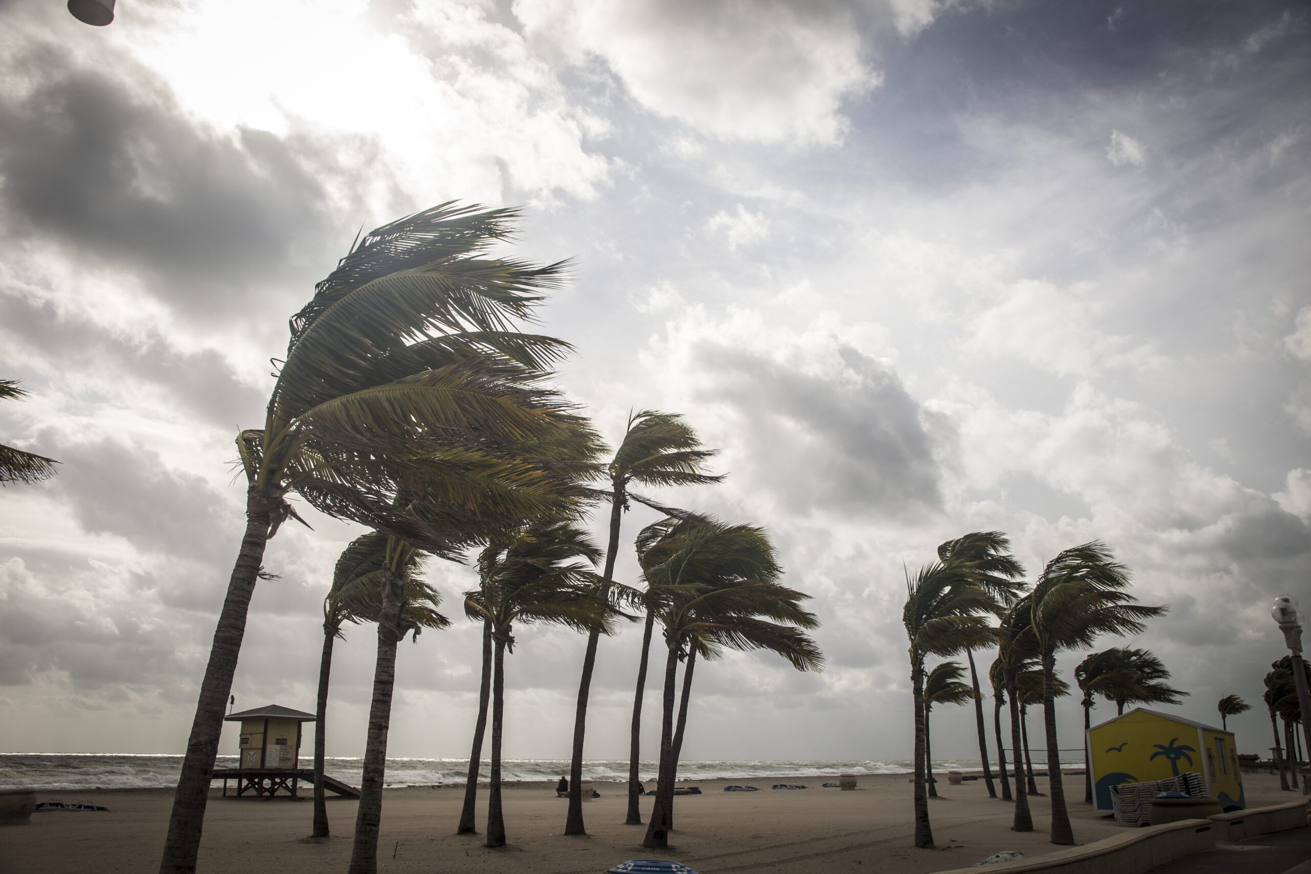 Palm trees blowing in high winds